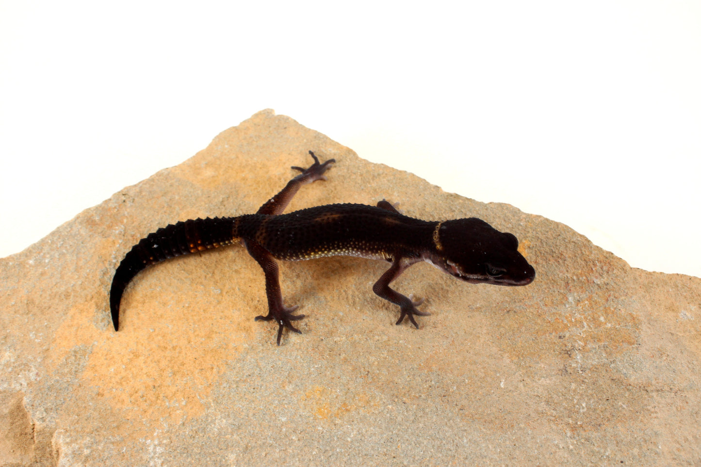 Black Night Leopard Gecko