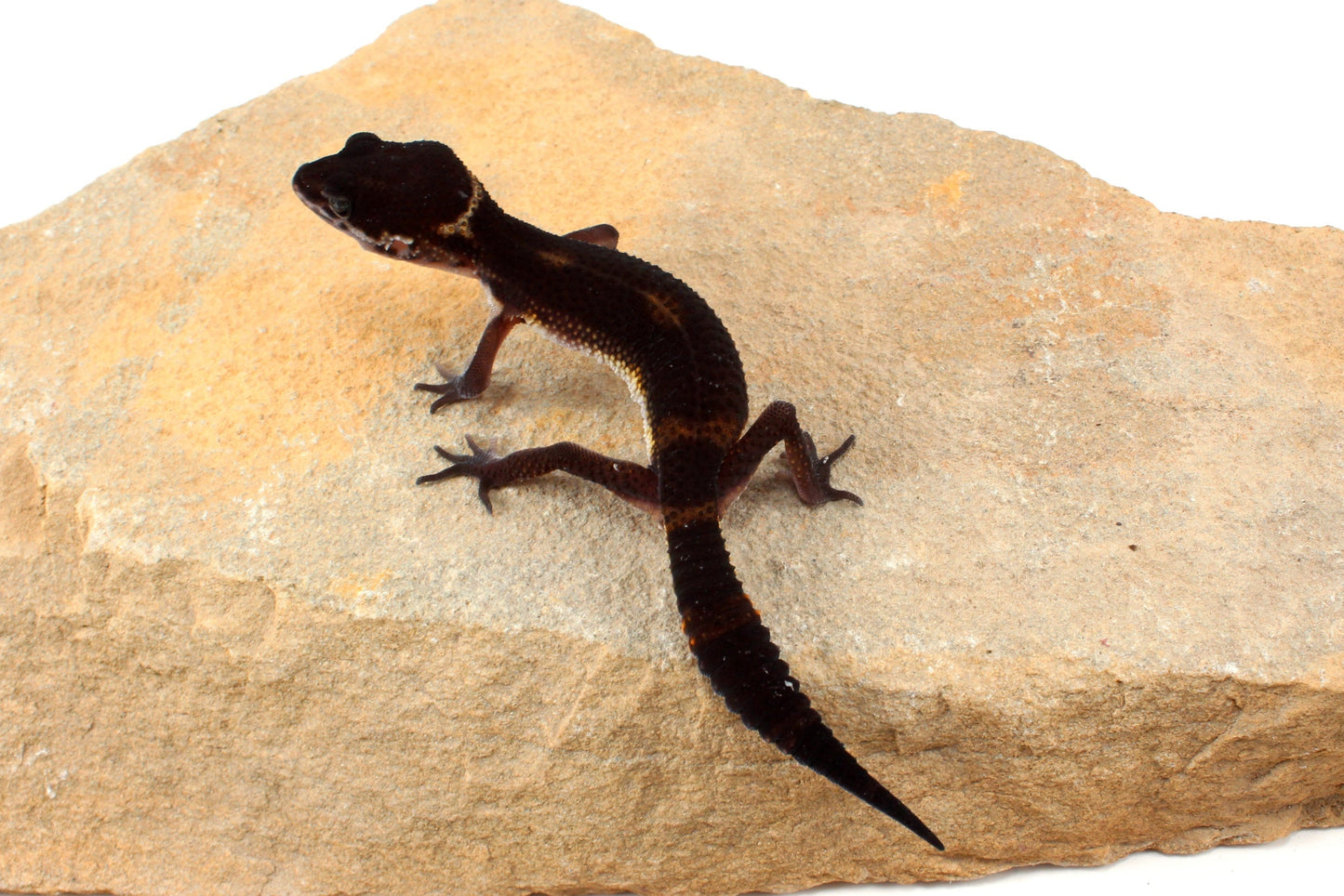 Black Night Leopard Gecko