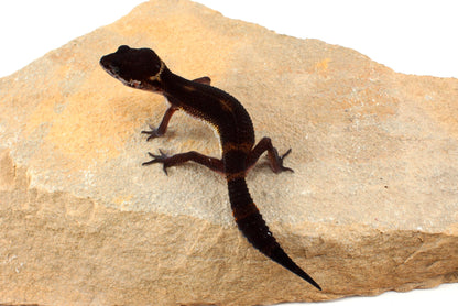 Black Night Leopard Gecko