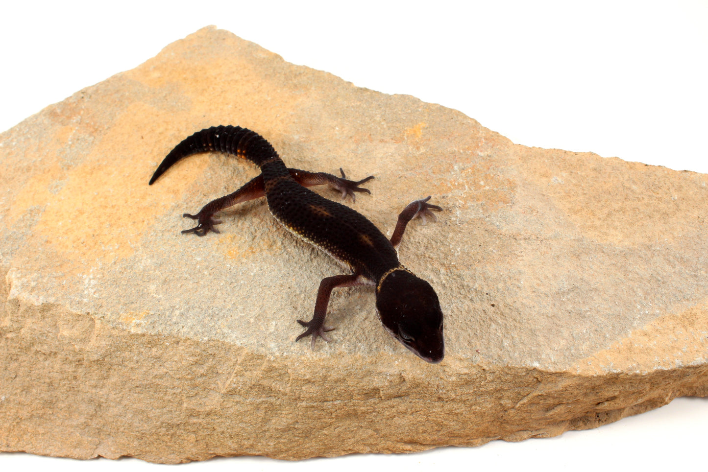 Black Night Leopard Gecko