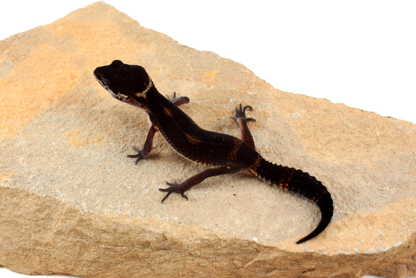 Black Night Leopard Gecko