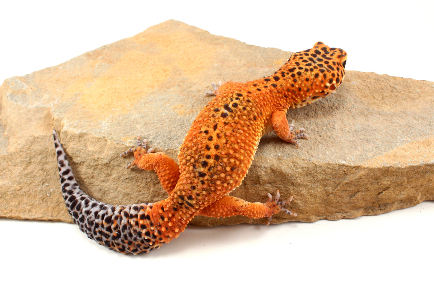 Blood Emerine Leopard Gecko