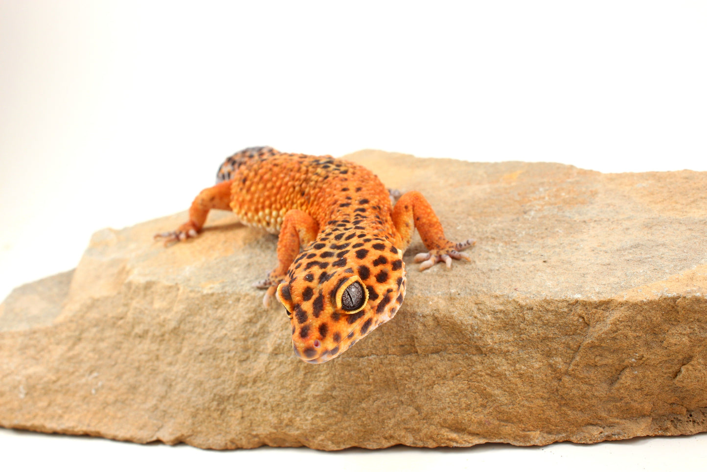 Blood Emerine Leopard Gecko