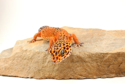 Blood Emerine Leopard Gecko