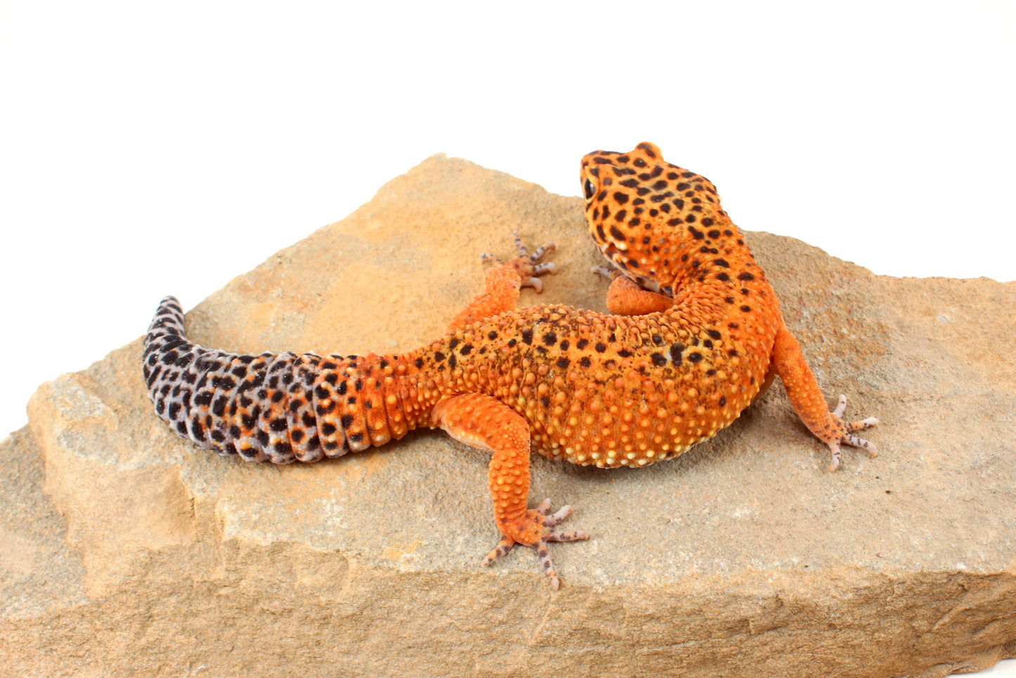 Blood Emerine Leopard Gecko