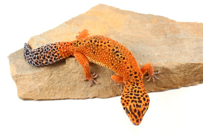 Blood Emerine Leopard Gecko