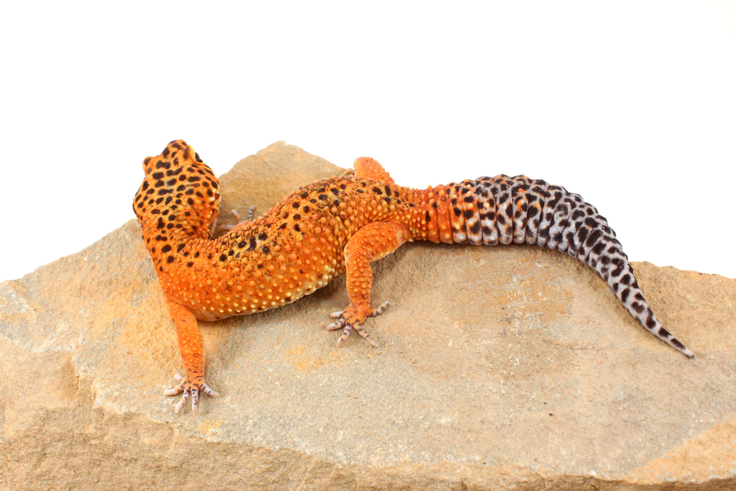 Blood Emerine Leopard Gecko