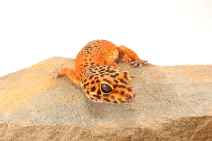Blood Emerine Leopard Gecko
