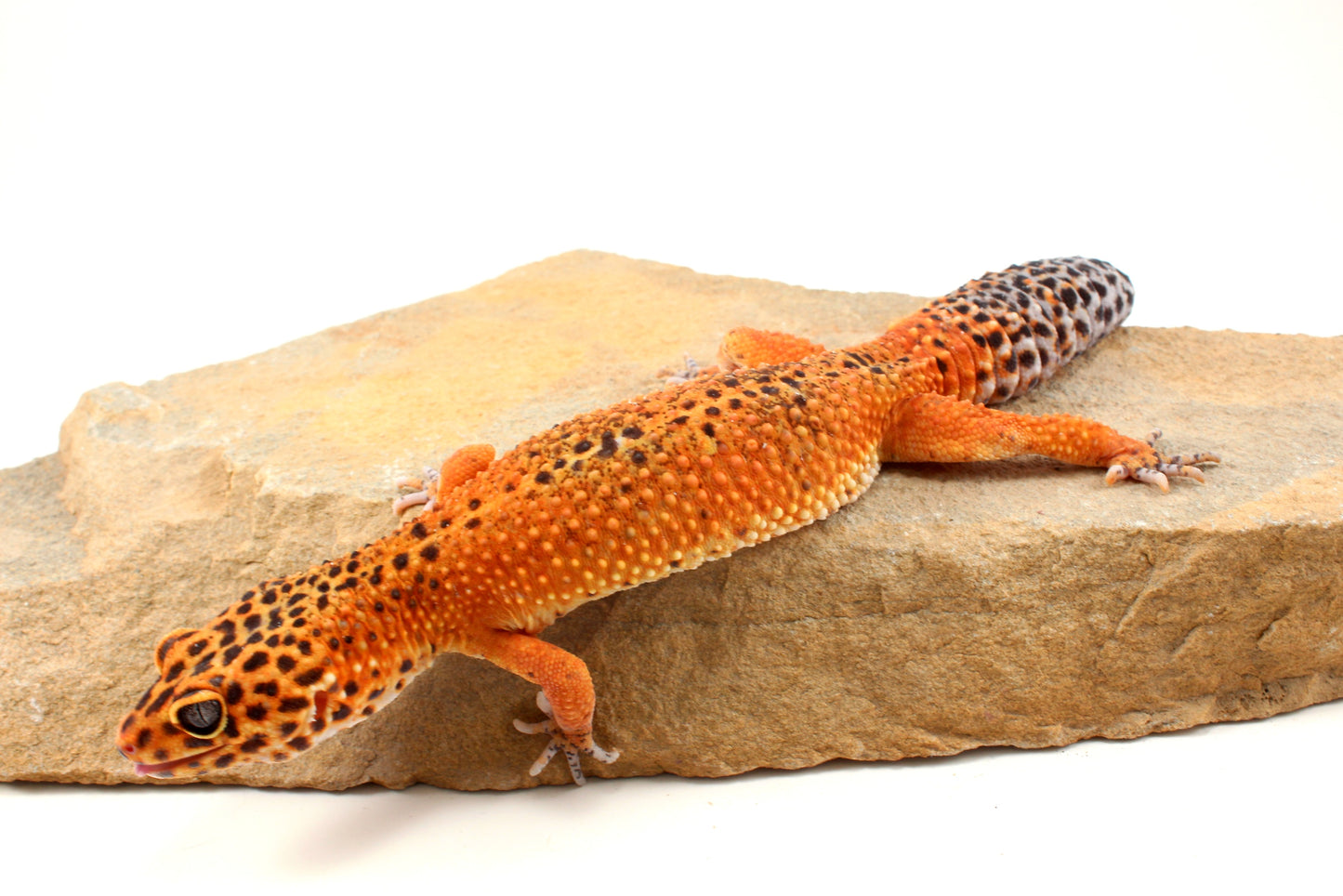 Blood Emerine Leopard Gecko