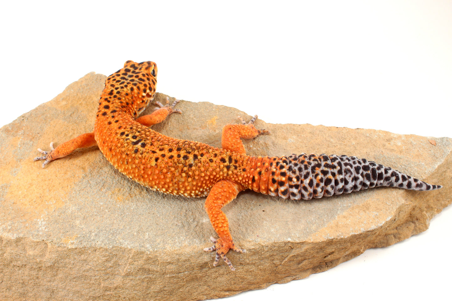 Blood Emerine Leopard Gecko
