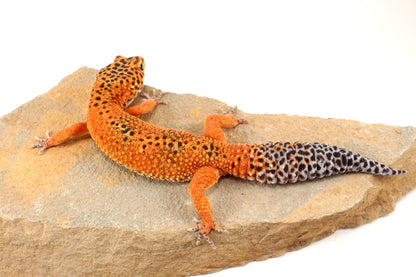 Blood Emerine Leopard Gecko
