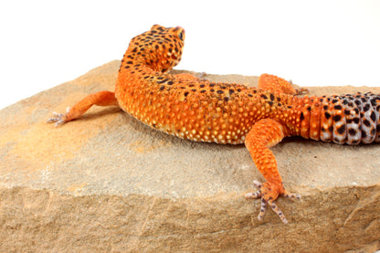 Blood Emerine Leopard Gecko