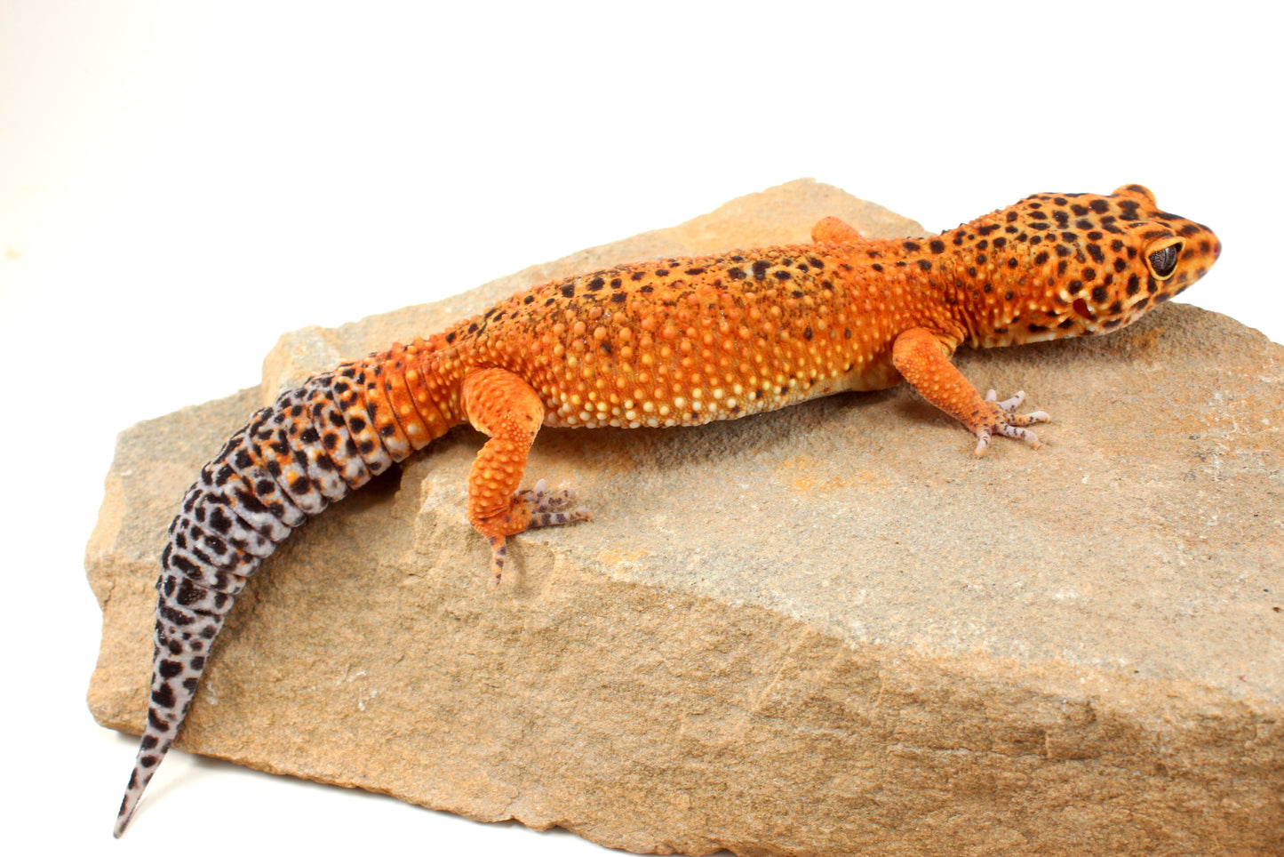 Blood Emerine Leopard Gecko