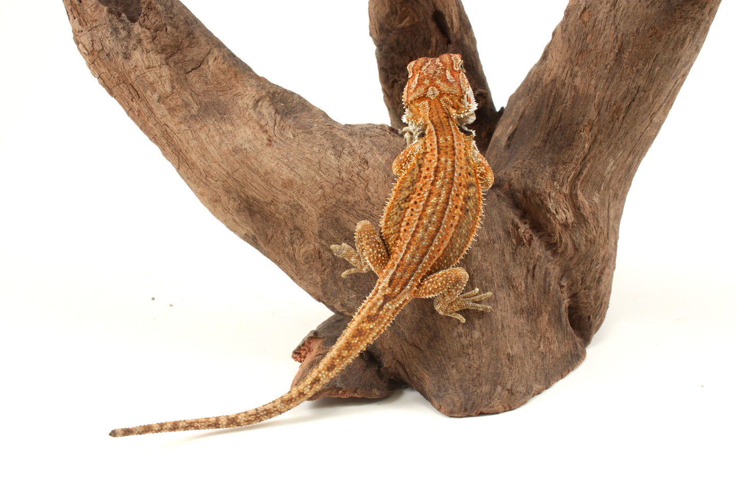 Genetic Stripe Dunner Bearded Dragon