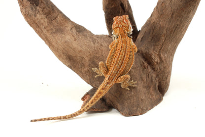 Genetic Stripe Dunner Bearded Dragon