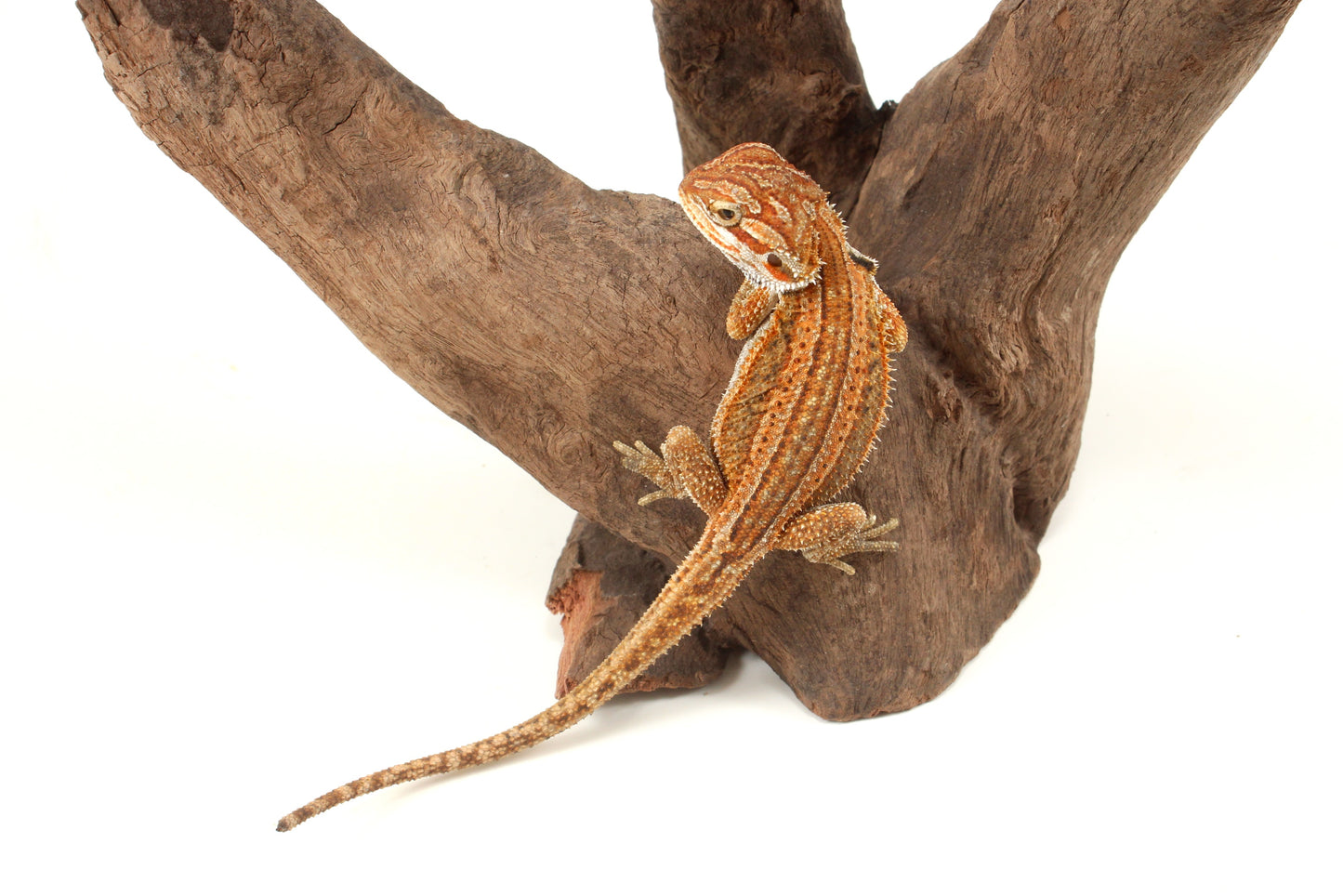 Genetic Stripe Dunner Bearded Dragon