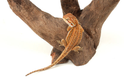 Genetic Stripe Dunner Bearded Dragon