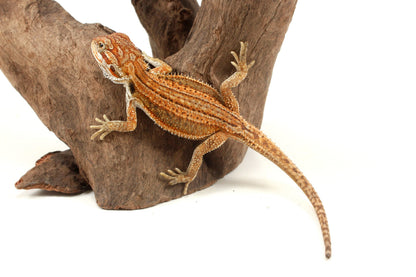 Genetic Stripe Dunner Bearded Dragon