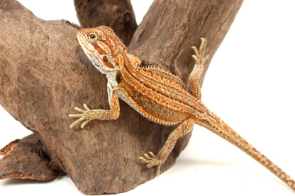 Genetic Stripe Dunner Bearded Dragon