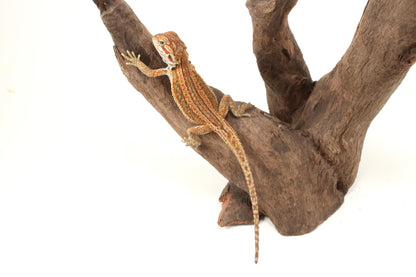 Genetic Stripe Dunner Bearded Dragon