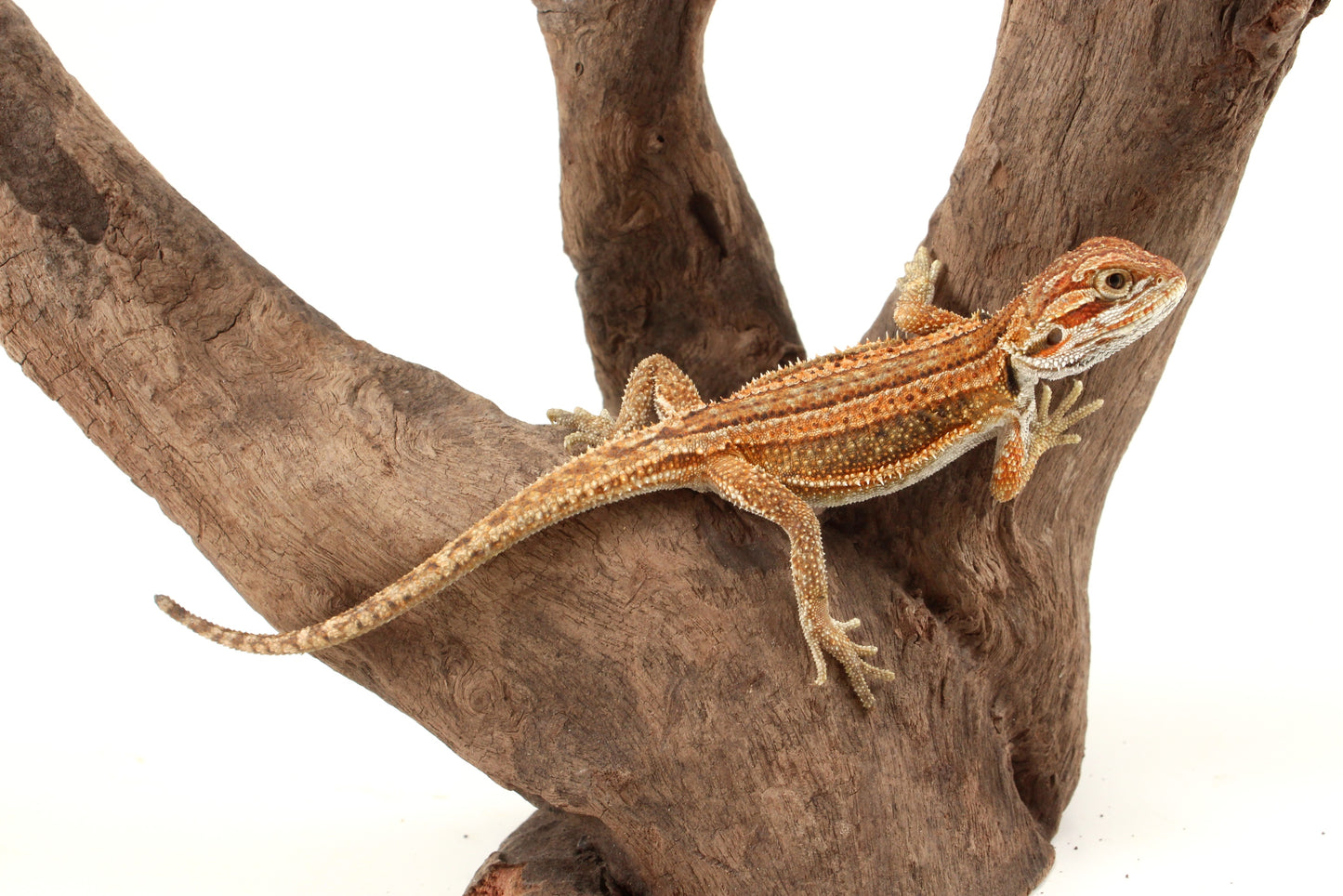 Genetic Stripe Dunner Bearded Dragon
