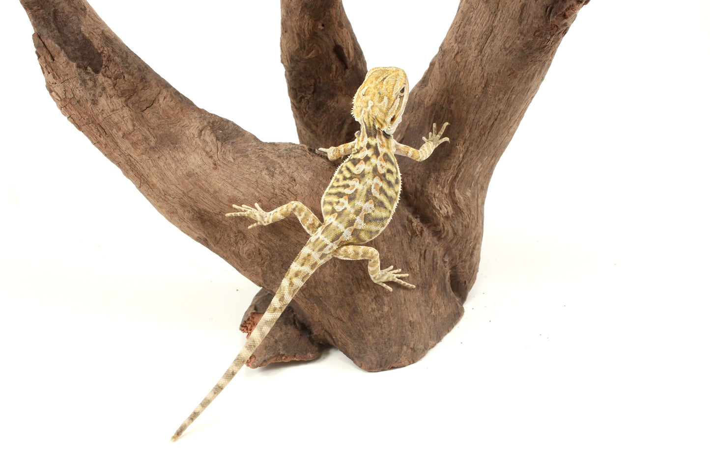 Hypo Citrus Tiger Leatherback Bearded Dragon