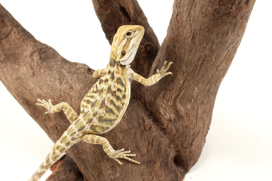 Hypo Citrus Tiger Leatherback Bearded Dragon
