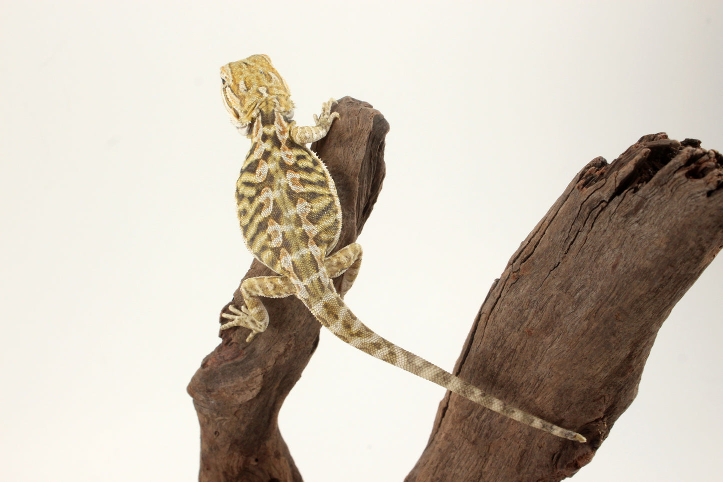 Hypo Citrus Tiger Leatherback Bearded Dragon