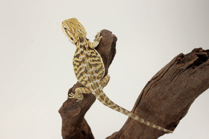 Hypo Citrus Tiger Leatherback Bearded Dragon