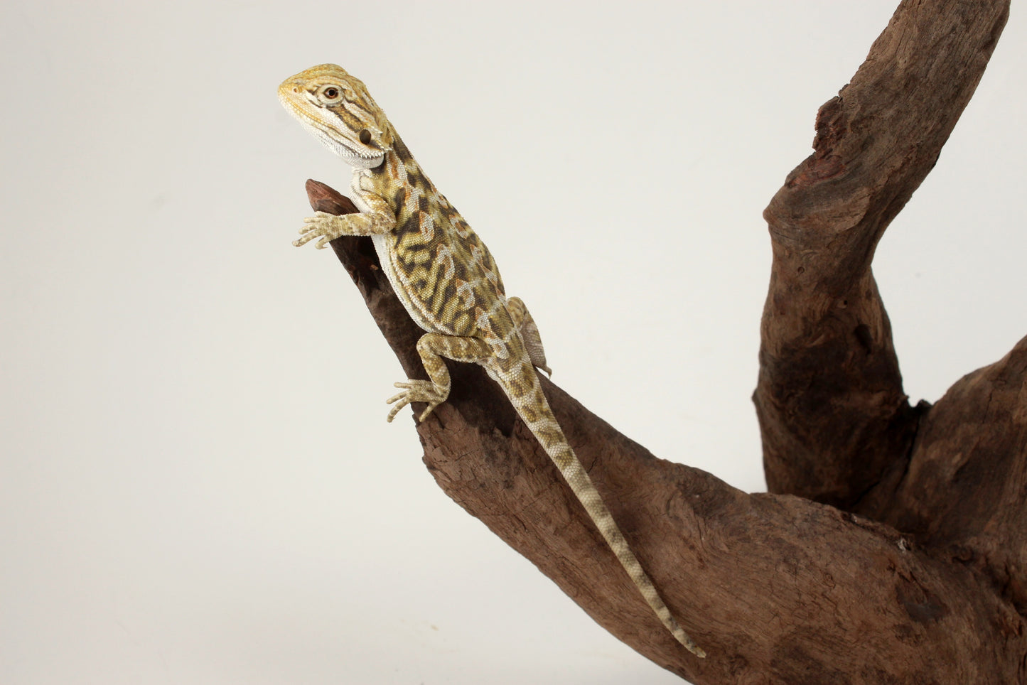 Hypo Citrus Tiger Leatherback Bearded Dragon