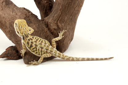Hypo Citrus Tiger Leatherback Bearded Dragon