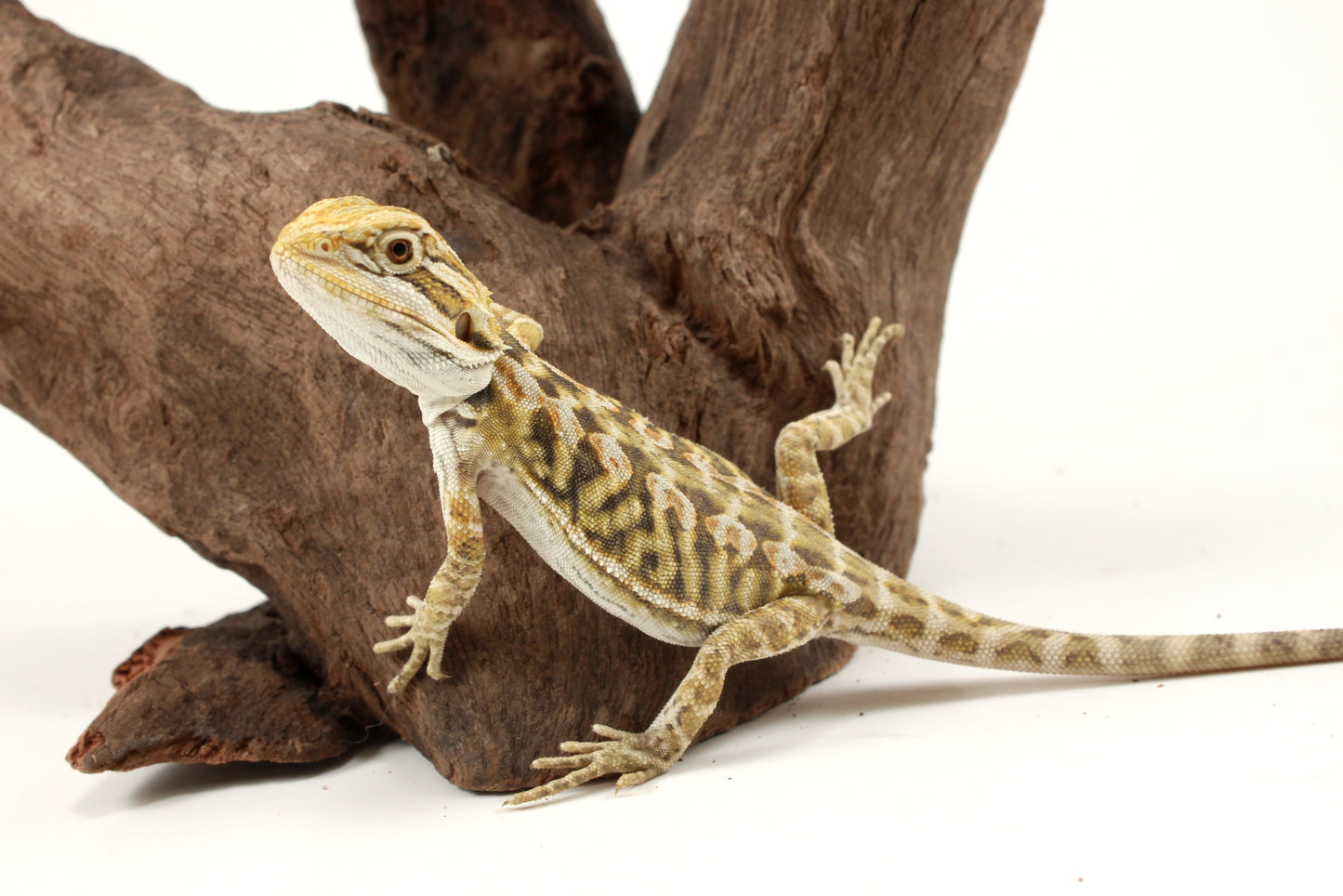 Hypo Citrus Tiger Leatherback Bearded Dragon