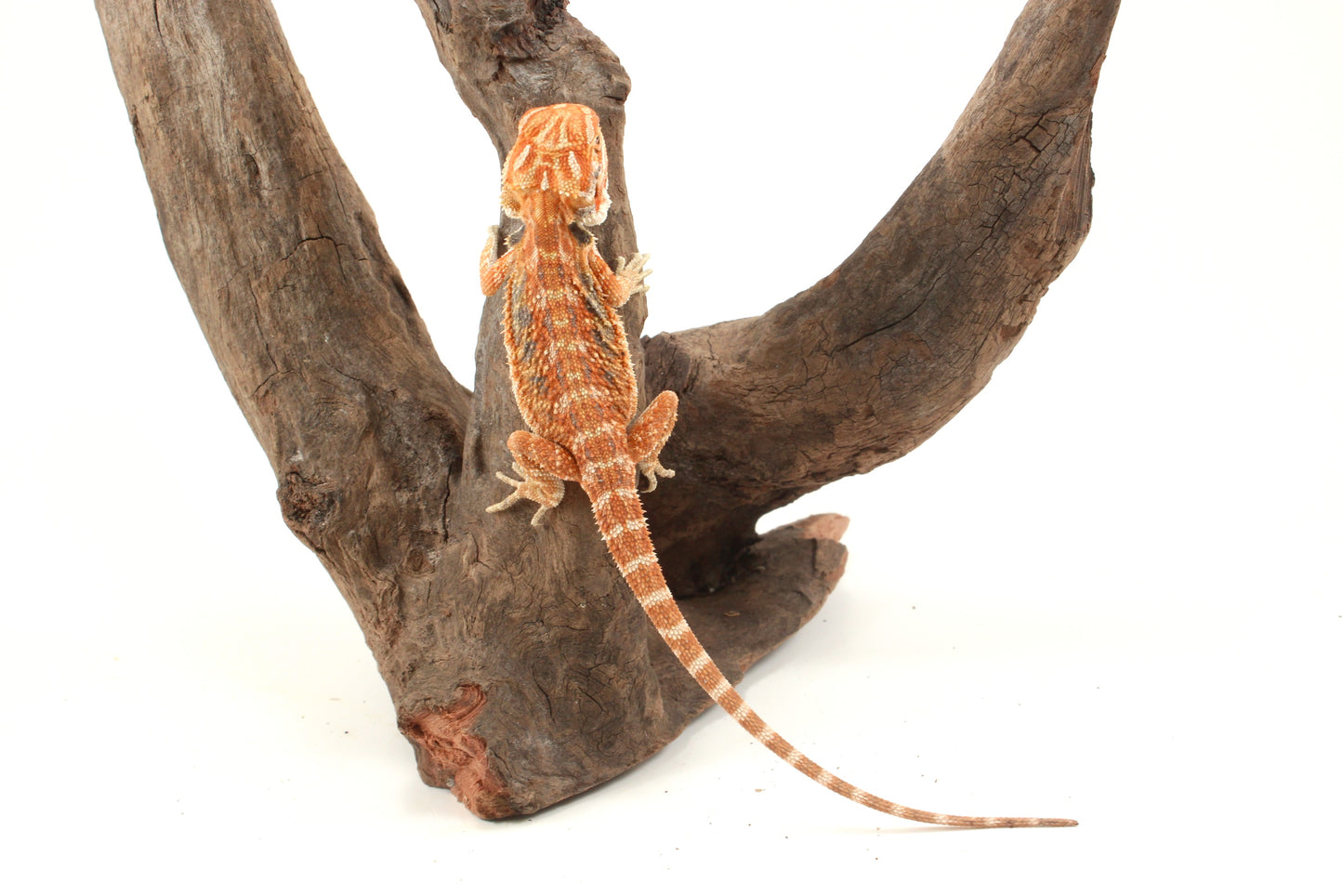Hypo Orange Tiger Blue Bar Bearded Dragon