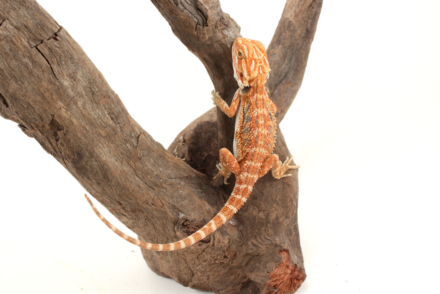 Hypo Orange Tiger Blue Bar Bearded Dragon