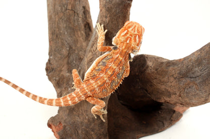 Hypo Orange Tiger Blue Bar Bearded Dragon