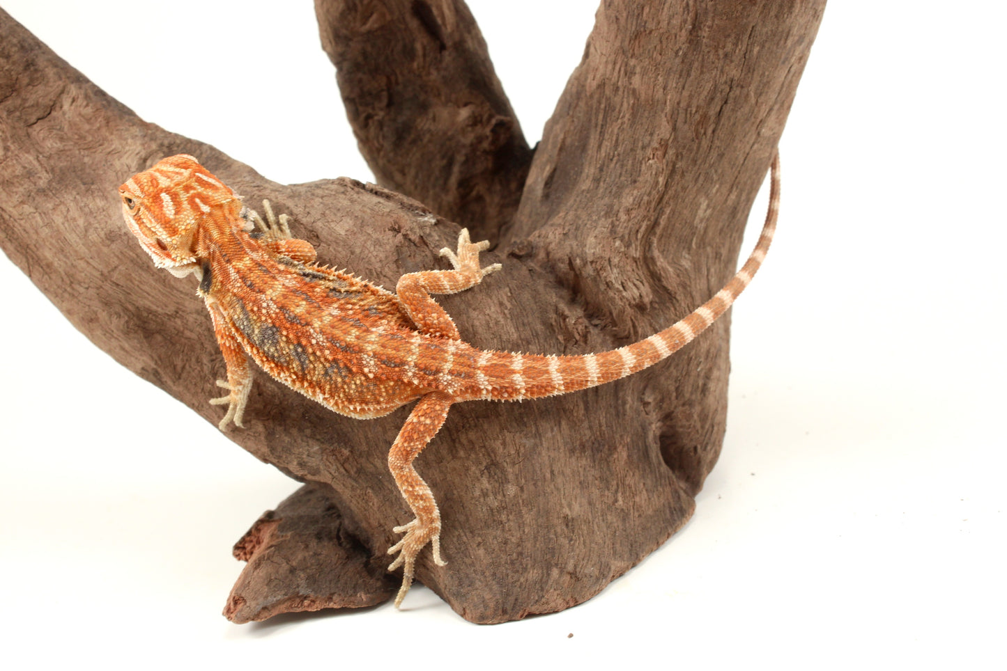 Hypo Orange Tiger Blue Bar Bearded Dragon