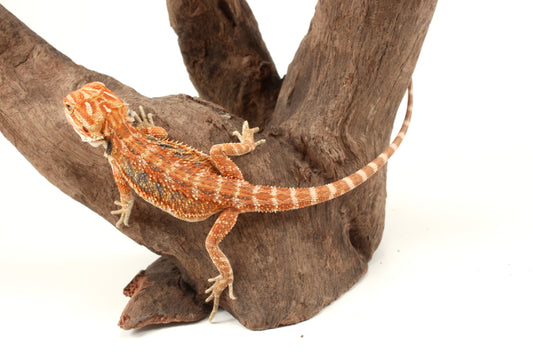 Hypo Orange Tiger Blue Bar Bearded Dragon