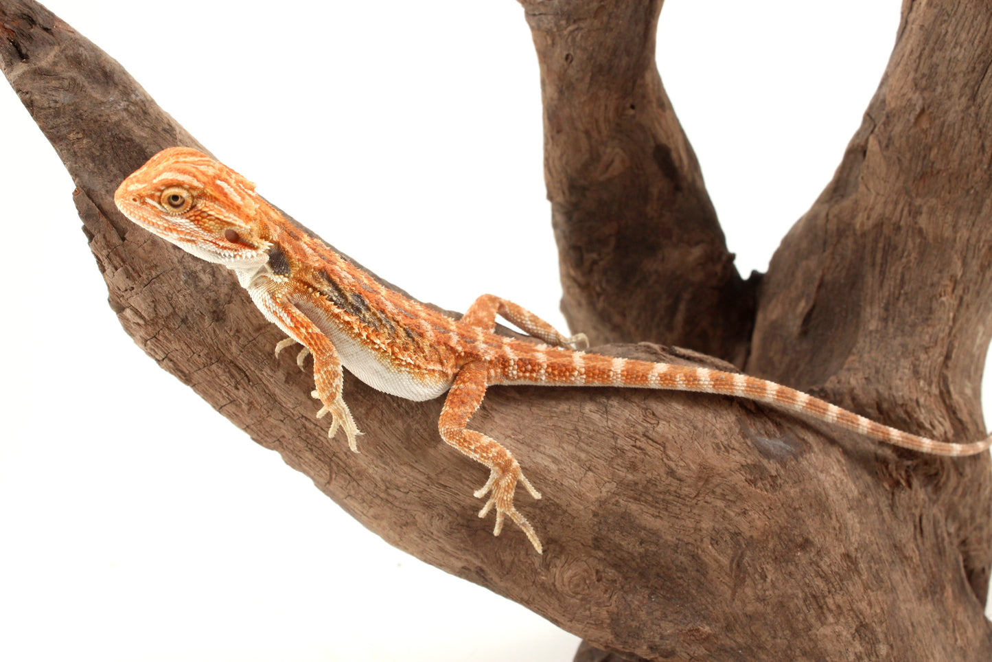 Hypo Orange Tiger Blue Bar Bearded Dragon