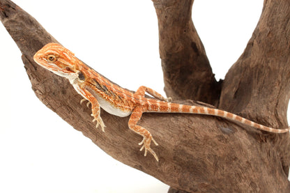 Hypo Orange Tiger Blue Bar Bearded Dragon