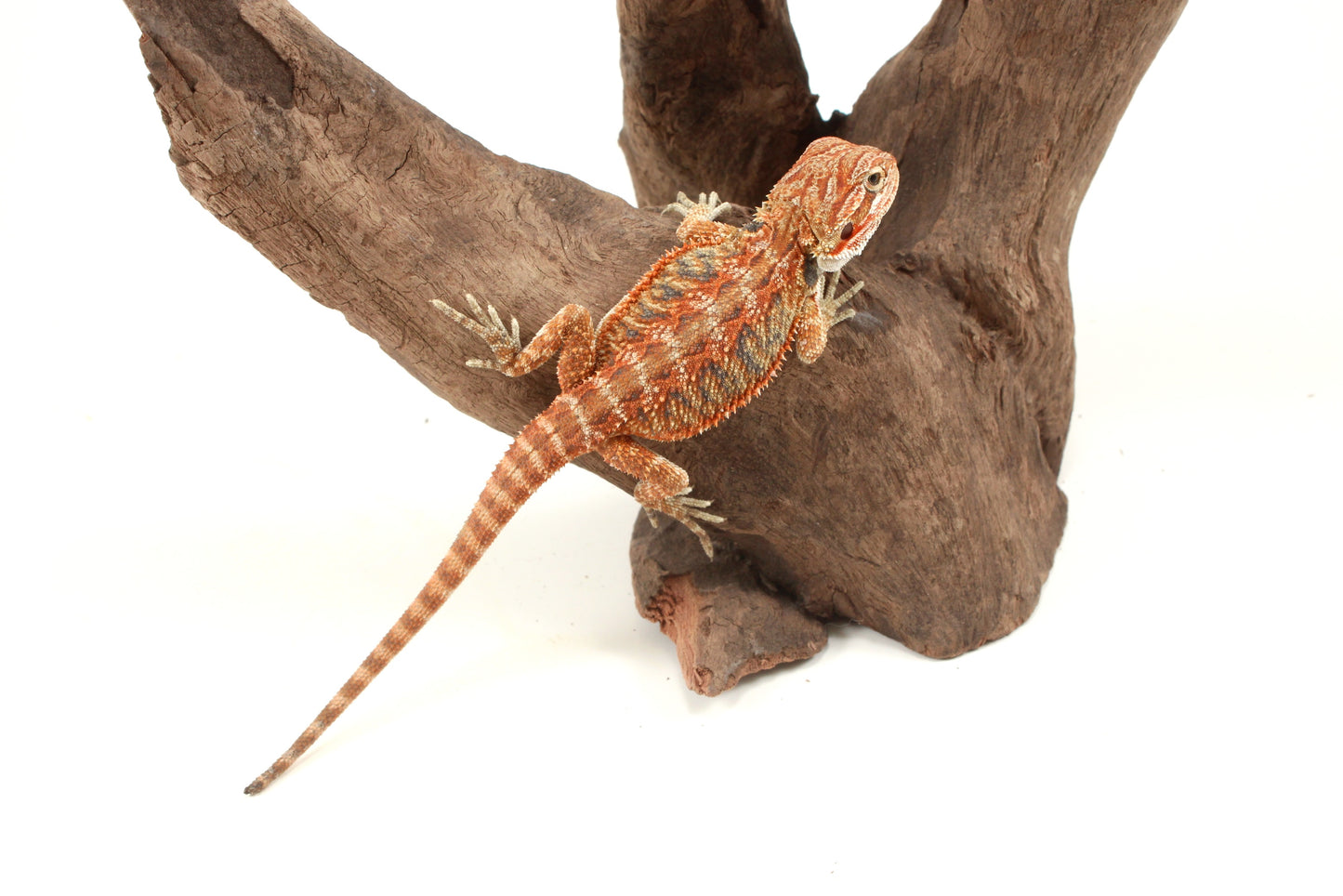 Hypo Orange Tiger Blue Bar Bearded Dragon