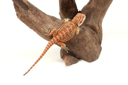 Hypo Orange Tiger Blue Bar Bearded Dragon