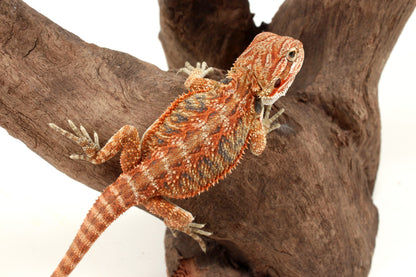 Hypo Orange Tiger Blue Bar Bearded Dragon