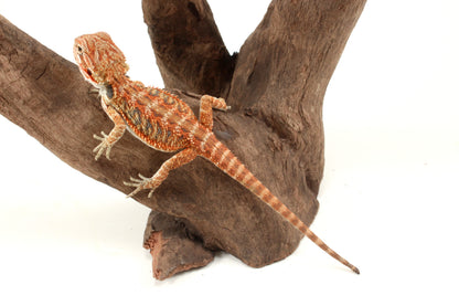 Hypo Orange Tiger Blue Bar Bearded Dragon