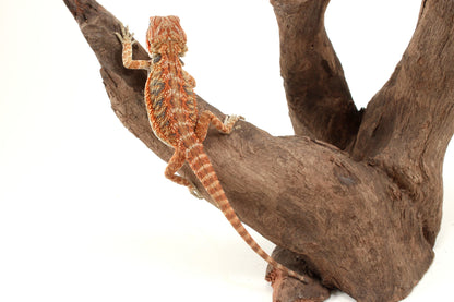 Hypo Orange Tiger Blue Bar Bearded Dragon