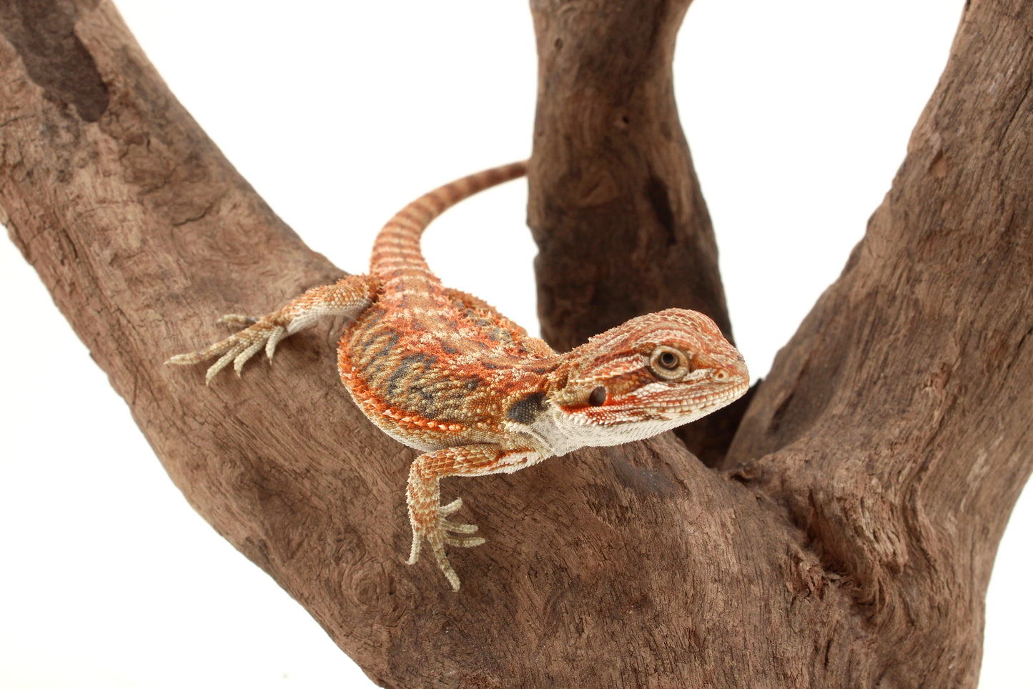 Hypo Orange Tiger Blue Bar Bearded Dragon