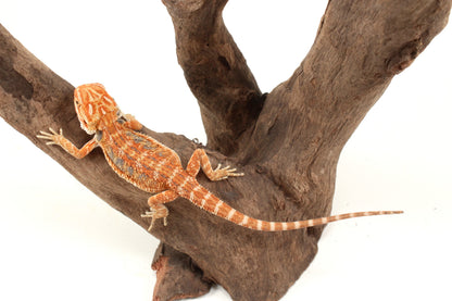 Hypo Orange Tiger Blue Bar Bearded Dragon