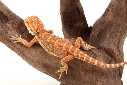 Hypo Orange Tiger Blue Bar Bearded Dragon