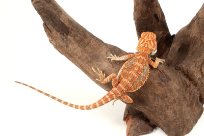 Hypo Orange Tiger Blue Bar Bearded Dragon