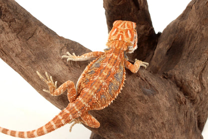 Hypo Orange Tiger Blue Bar Bearded Dragon