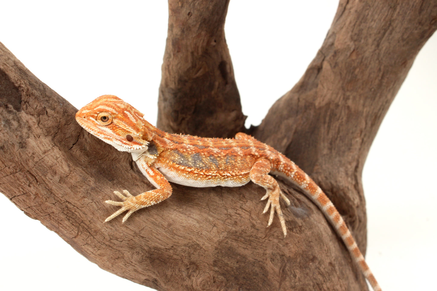 Hypo Orange Tiger Blue Bar Bearded Dragon